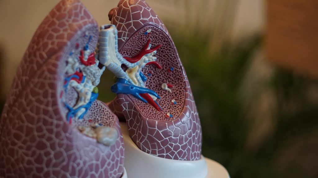 Anatomical model of lungs