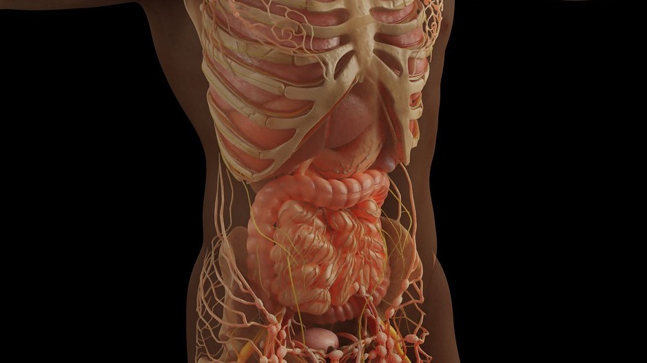 Anatomy of the gut